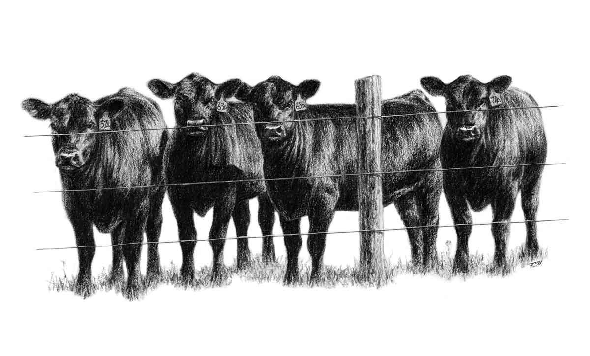 4 heifers