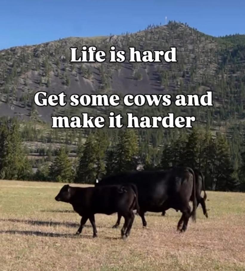 cows