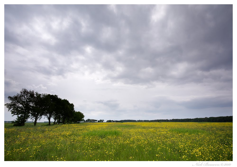 spring pasture